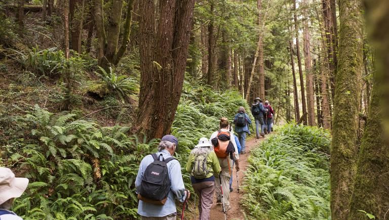 A group of hikers walking on a trail through the Arcata Community Forest