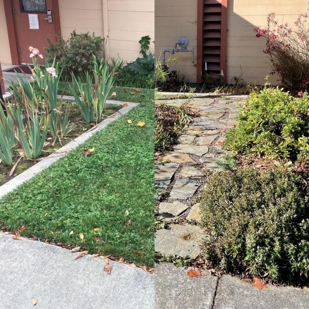 Image shows a small pocket lawn on right as the "before" image and the converted space with stepping stones and other bushy plants replacing the lawn on the left.