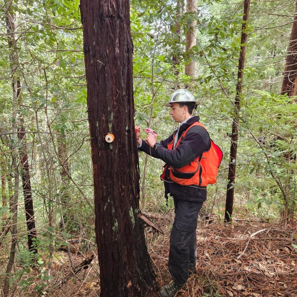 IMage shows a student measuring a tree in the Jacoby Creek Forest to assess carbon sequestration.
