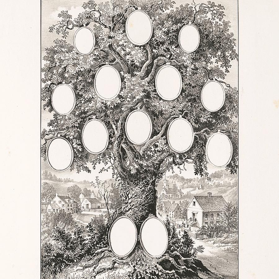 vintage illustration of a family tree vintage illustration of a family tree