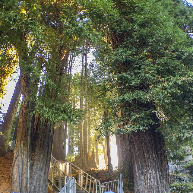 Redwoods and stairs at Humboldt