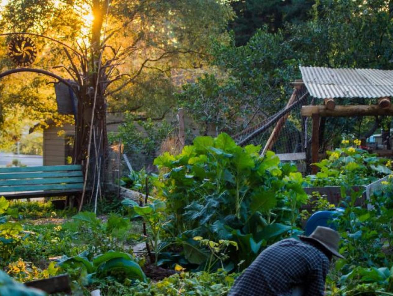 photo of garden