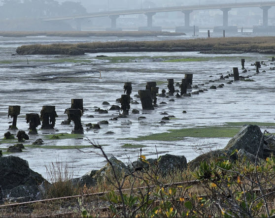 Humboldt bay post piles
