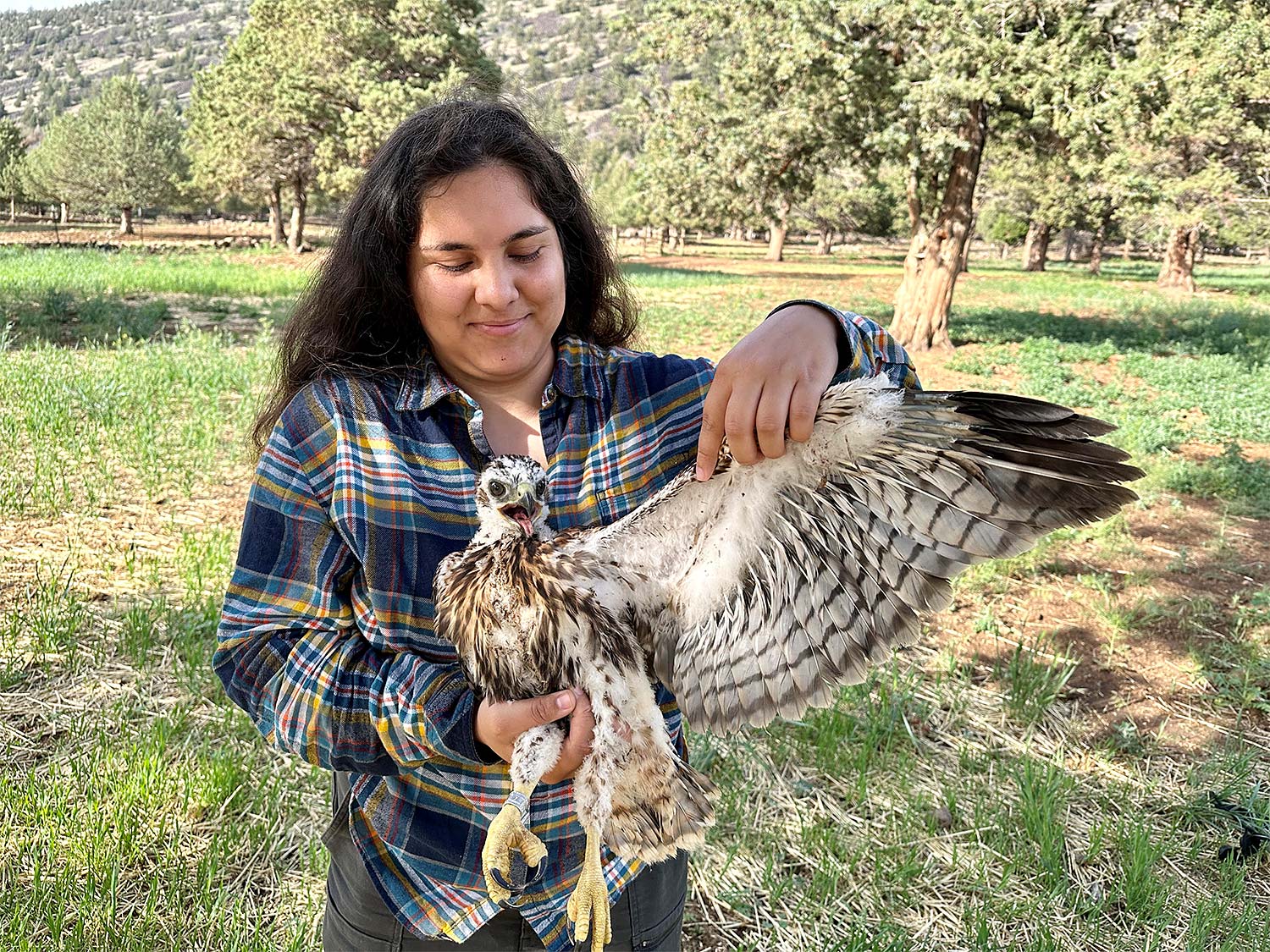 Student holding a hawk