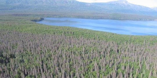 White Spruce forest, Alaska