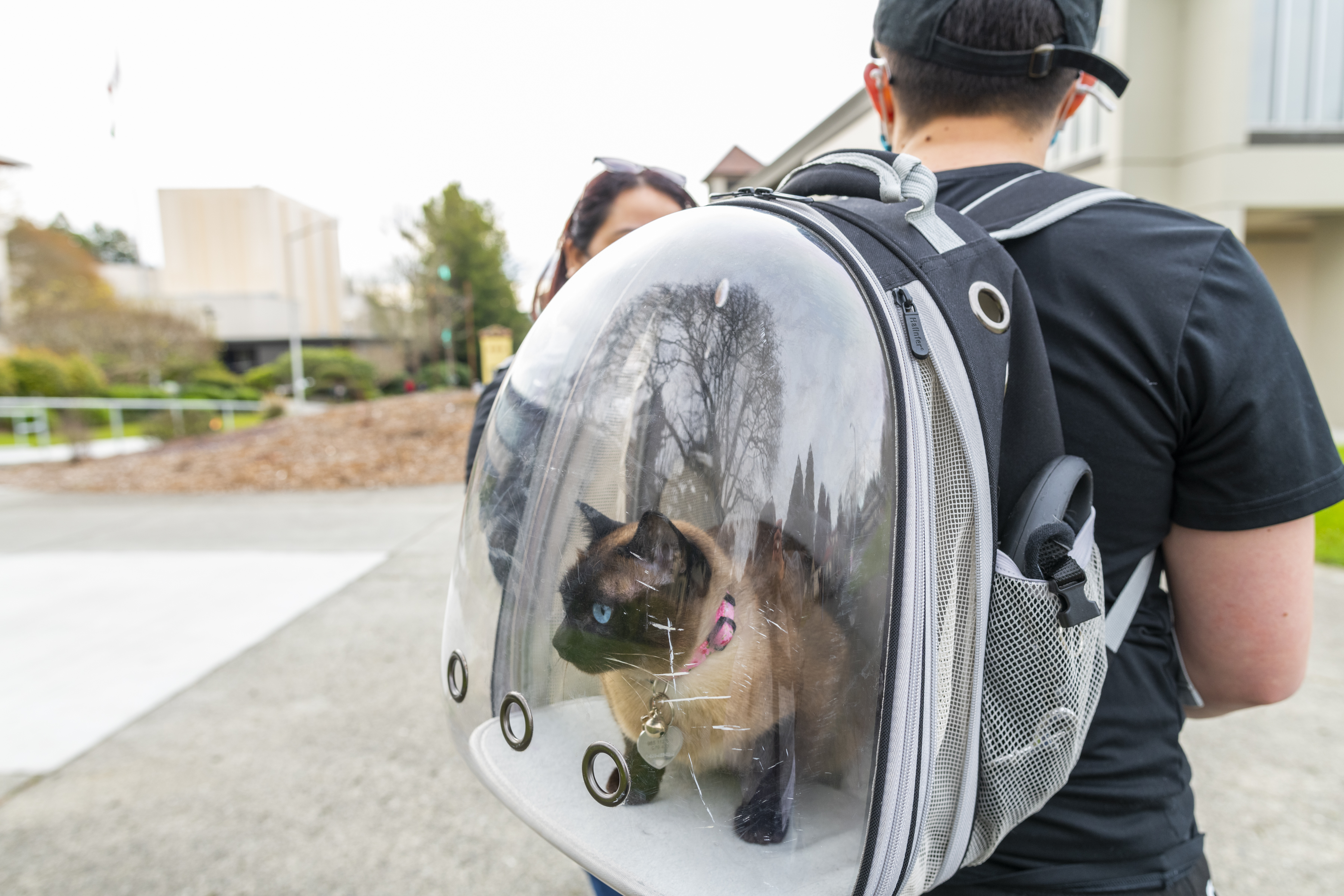 Student with cat in Backpack