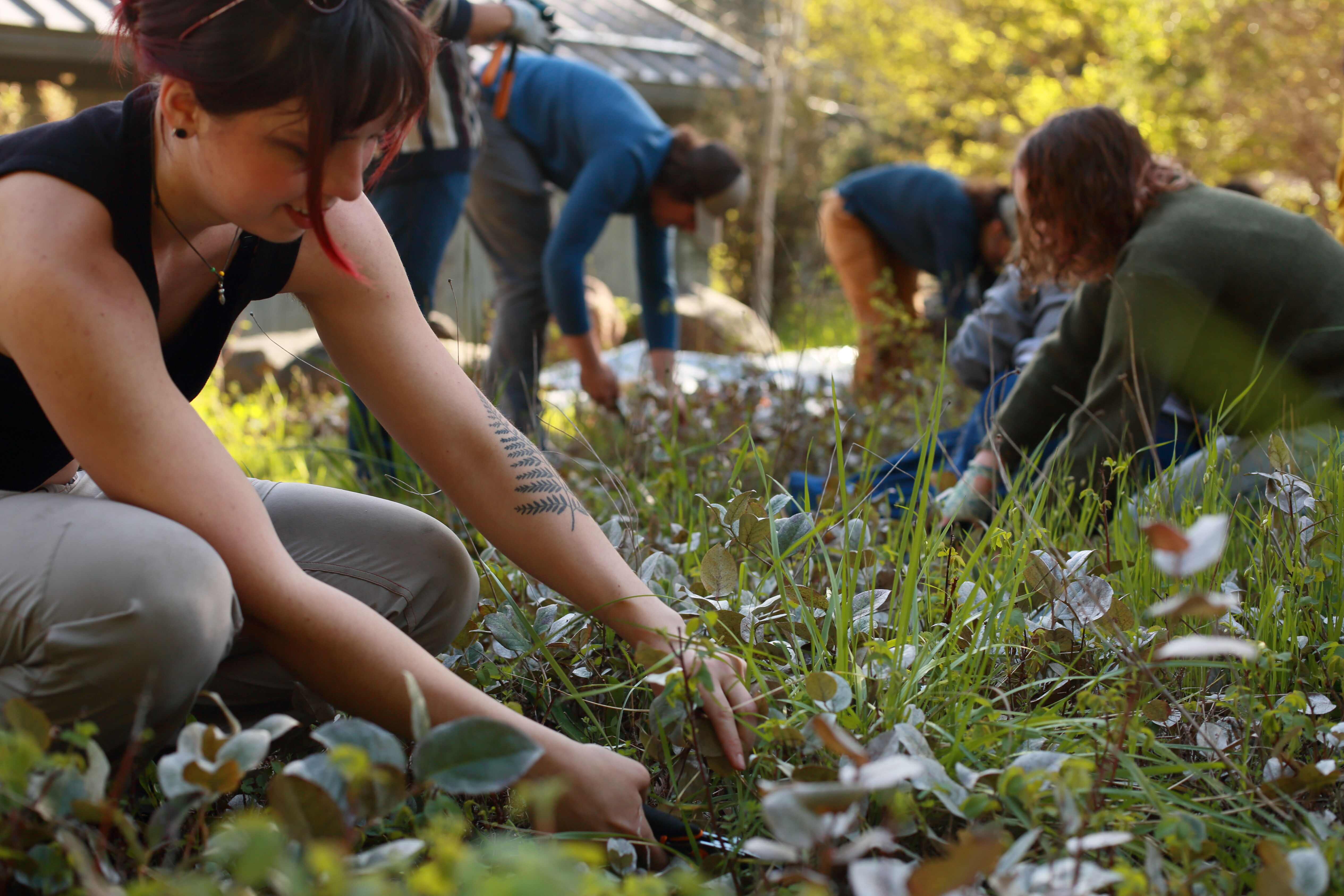 Close up of FSL Volunteer pulling weeds around the Salmon Cooking Pit.
