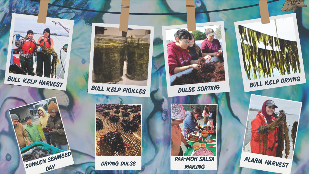 Photo collage of FSL staff, Kelp Guardians and Interns, and Volunteers working with Kelp in an 8 image set.