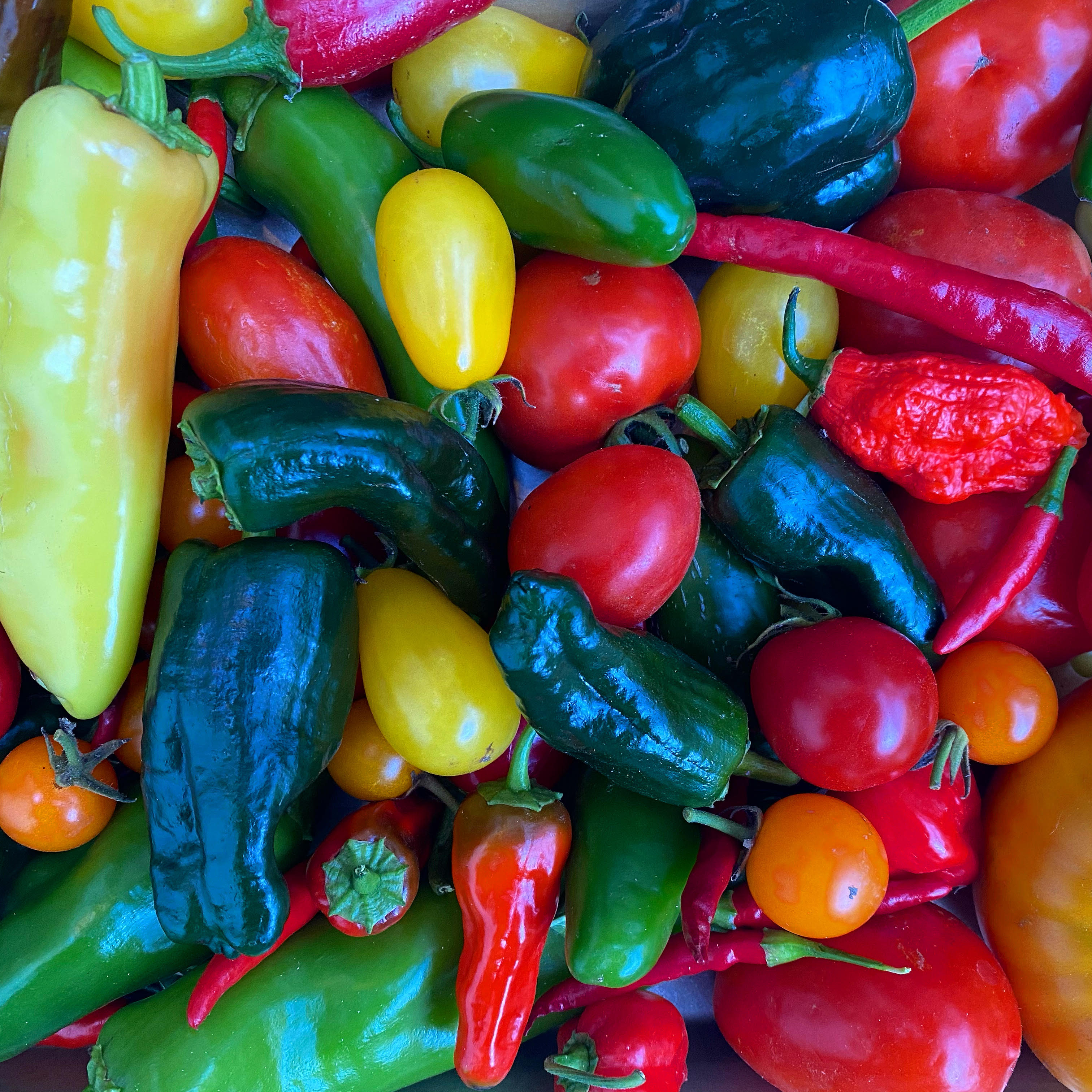 peppers and toms