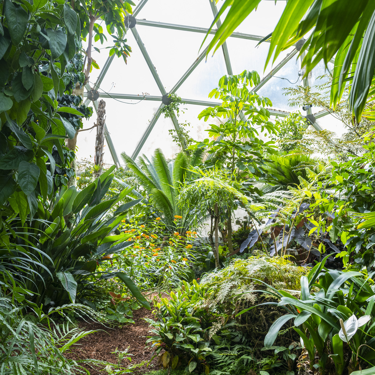 houseplants.jpg