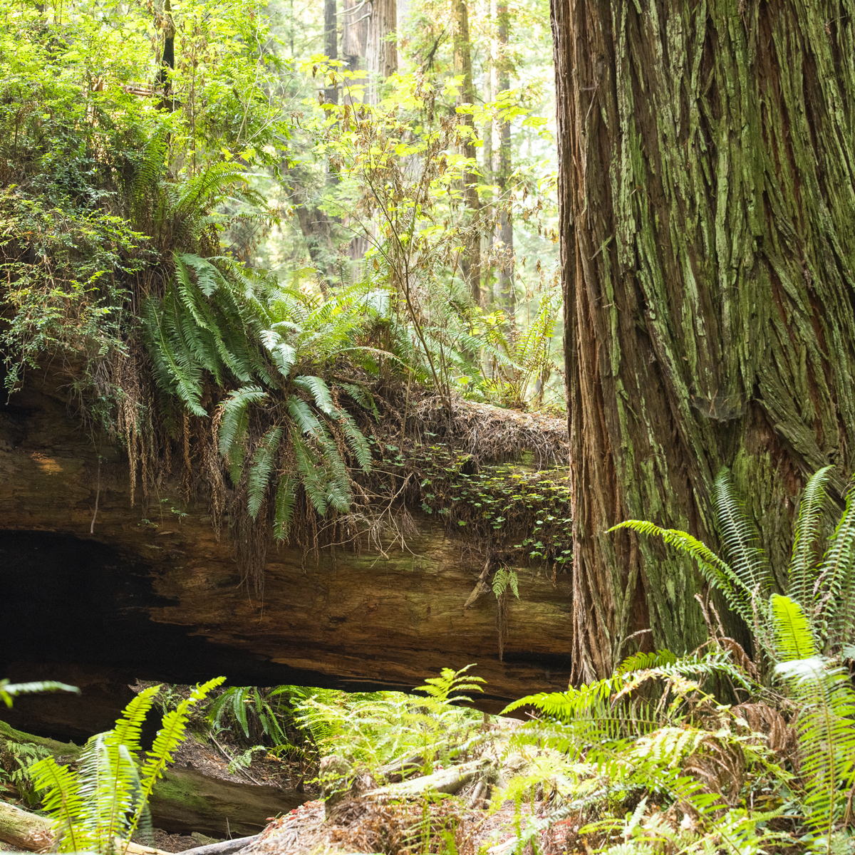 plants-community-forest.jpg