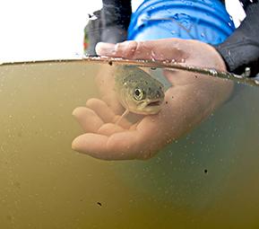 Small fish in hand