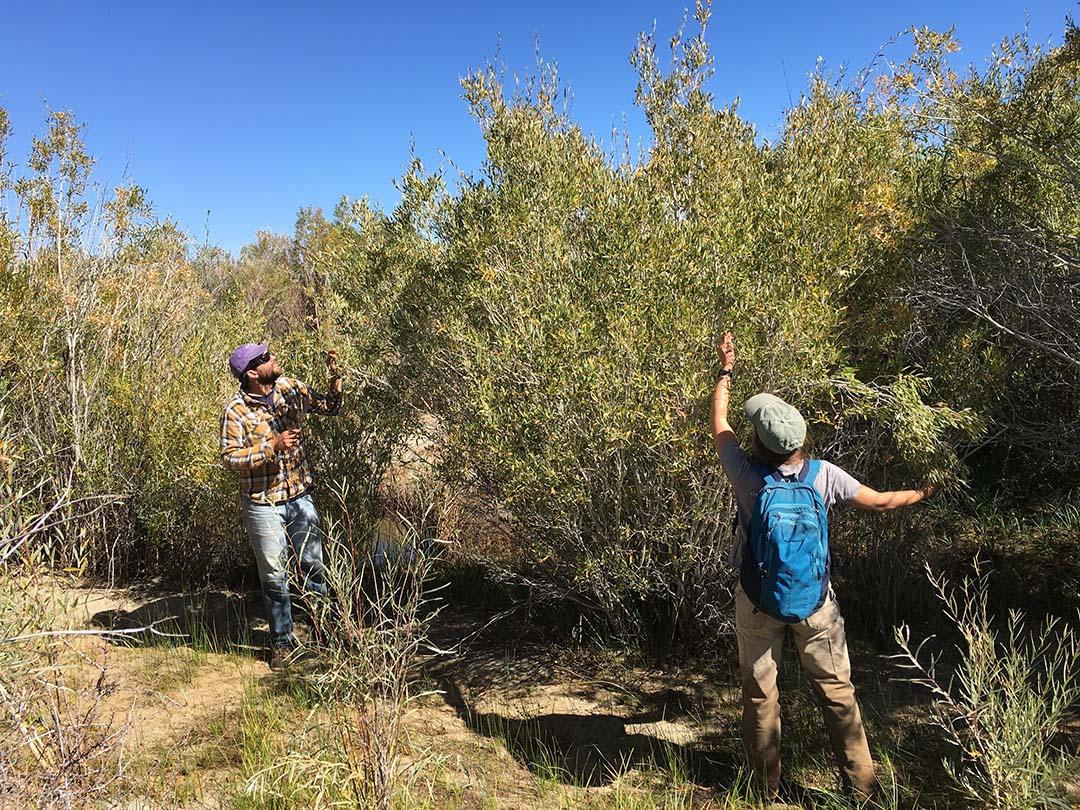 Research Scientists Mason London (left) and Emily Cooper (right) measuring annual stem growth of a yellow willow (Salix lutea) in the Rush Creek riparian corridor as a means of assessing vigor in relationship to water availability.