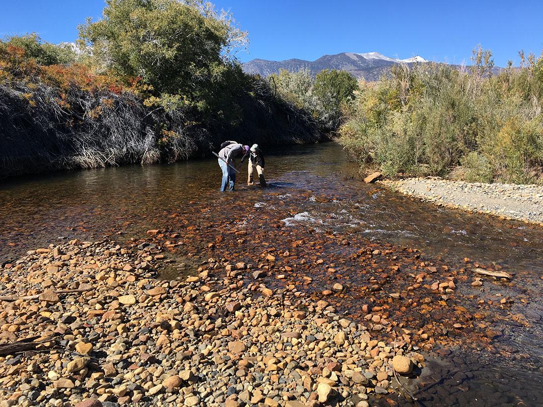 Research Scientists Mason London (left) and Emily Cooper (right) assessing the change in instream geomorphology in the lower section of Rush Creek by locating and measuring the depth of the riffle crest thalweg (RCT).