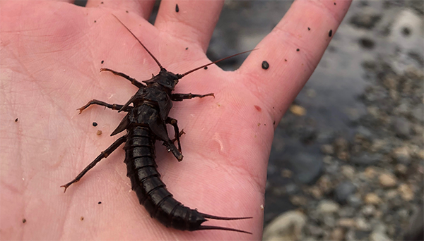 Larval stonefly (Pteronarcys californica) from the Trinity River. Photo by Thomas-Starkey Owens (2018)