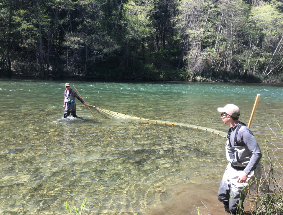 Yurok Tribal Fisheries technicians seining for juvenile Chinook salmon on the Trinity River. Photo by Thomas Starkey-Owens (2018)