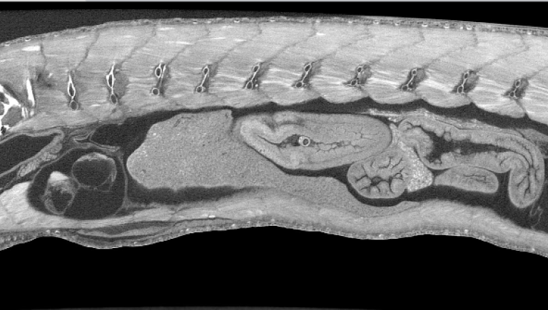 Nikon XRay CT