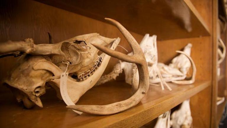 a shelf in the vertebrate museum with fossils on it