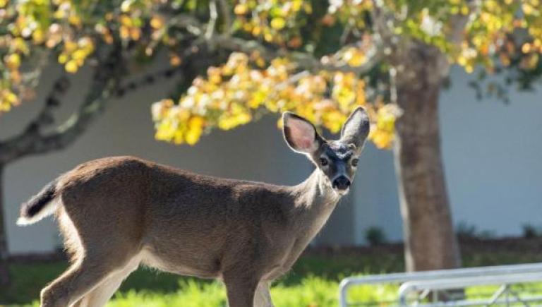 Deer on Cal Poly Humboldt campus