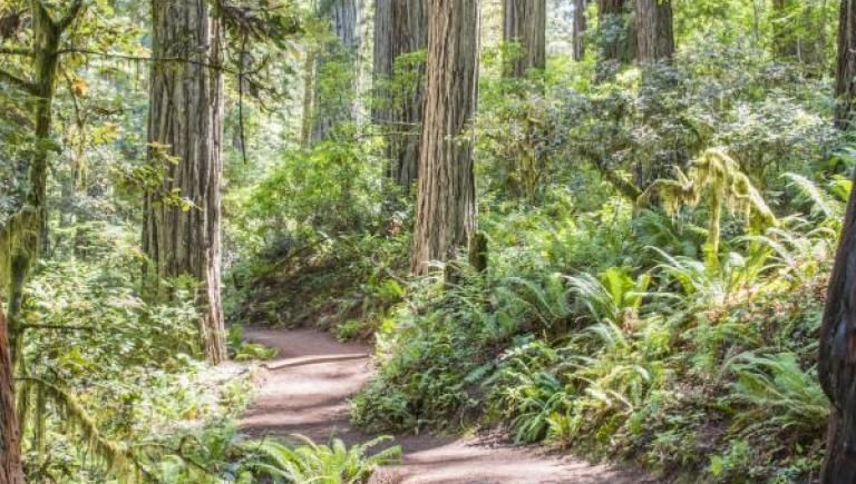 path in redwood forrest