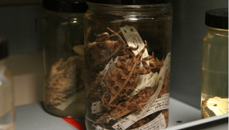 Herpetology Collection