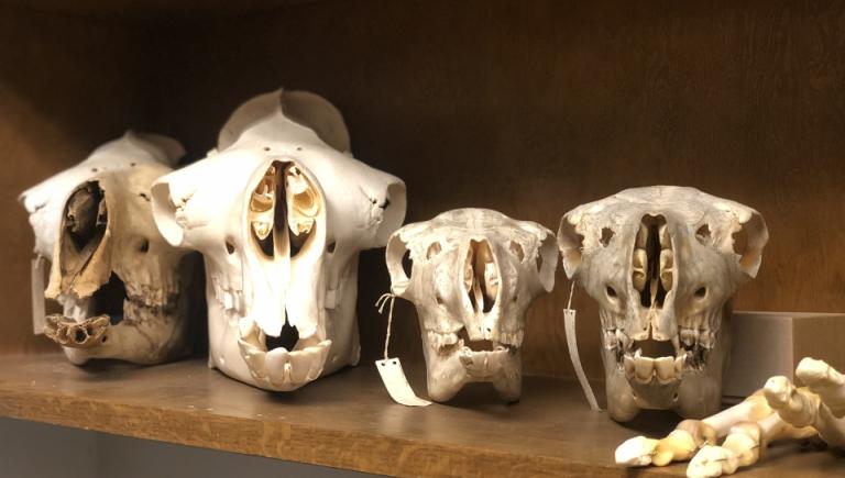 Bear Skulls