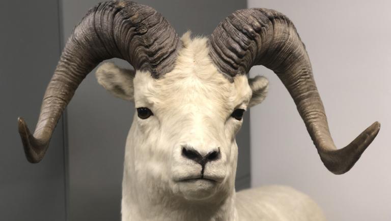 Stuffed Ram