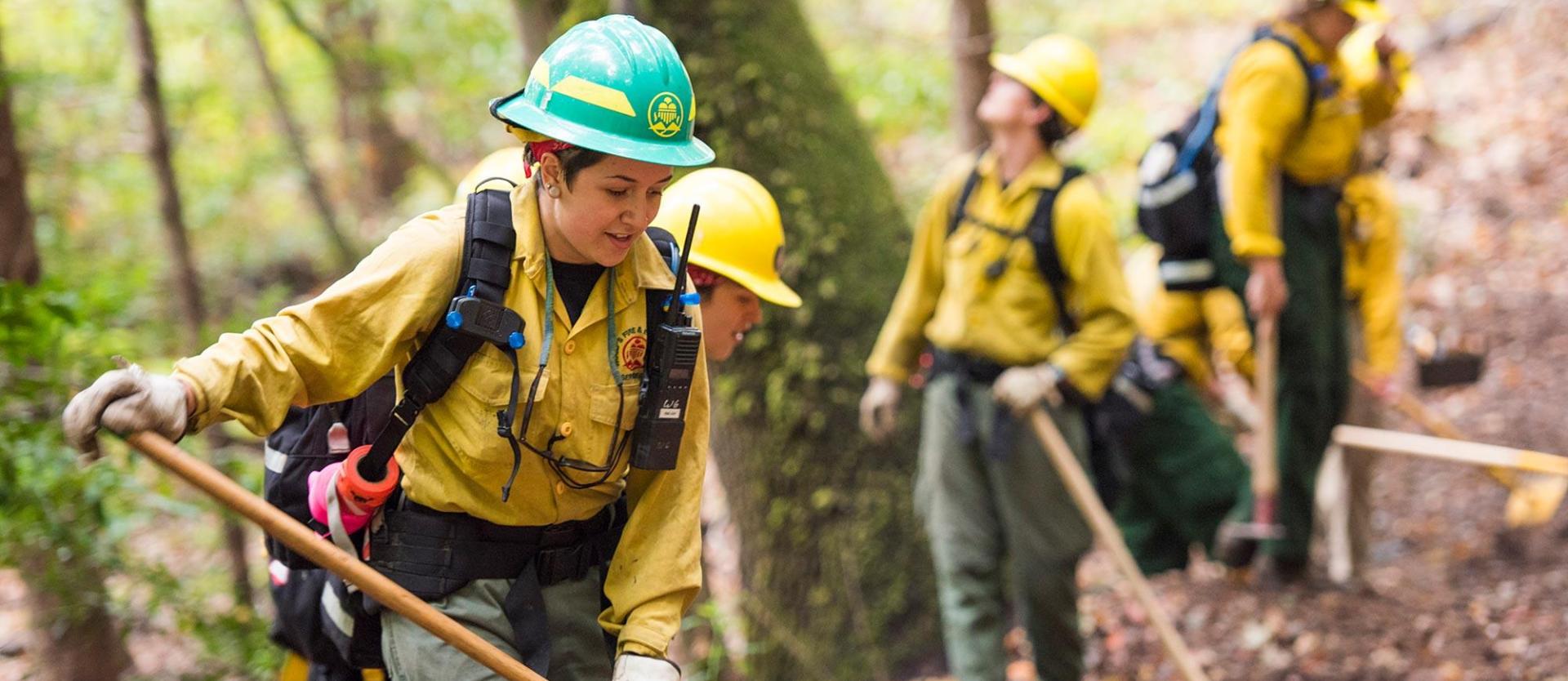 students working in the forest with hard hats and yellow jackets