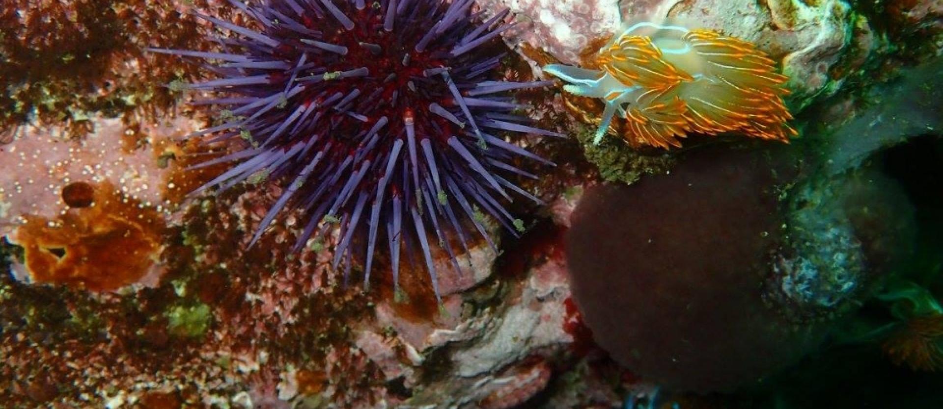 close up of sea urchin