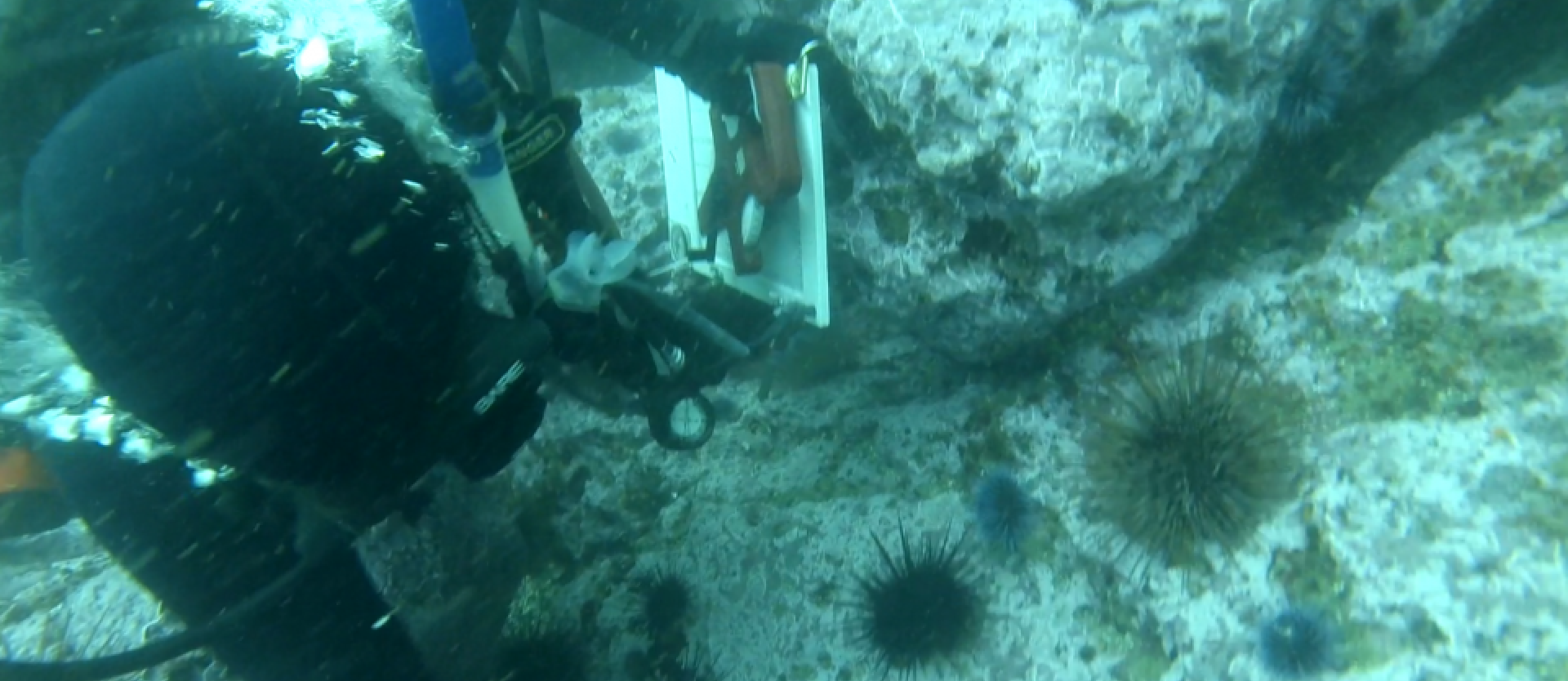 Scuba diver looking at sea urchin 