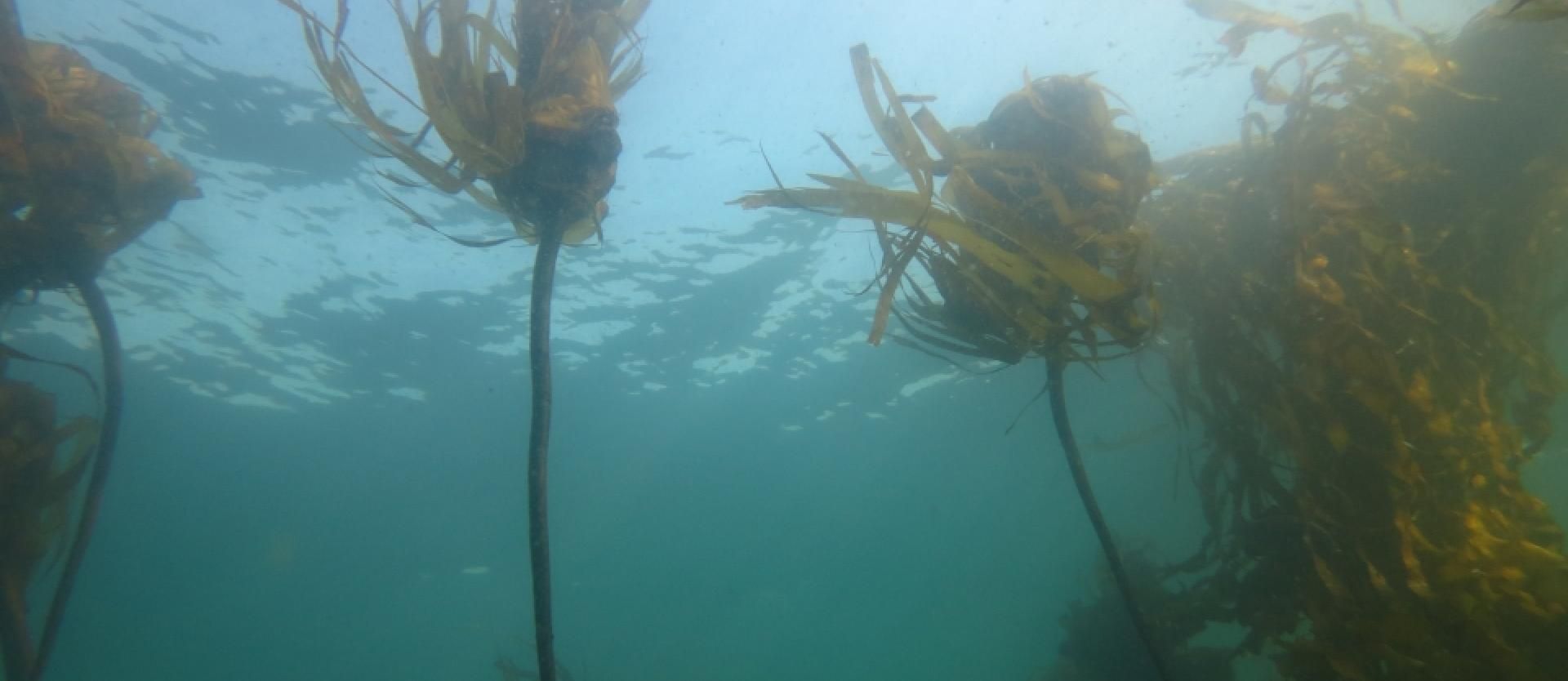 Seaweed underwater