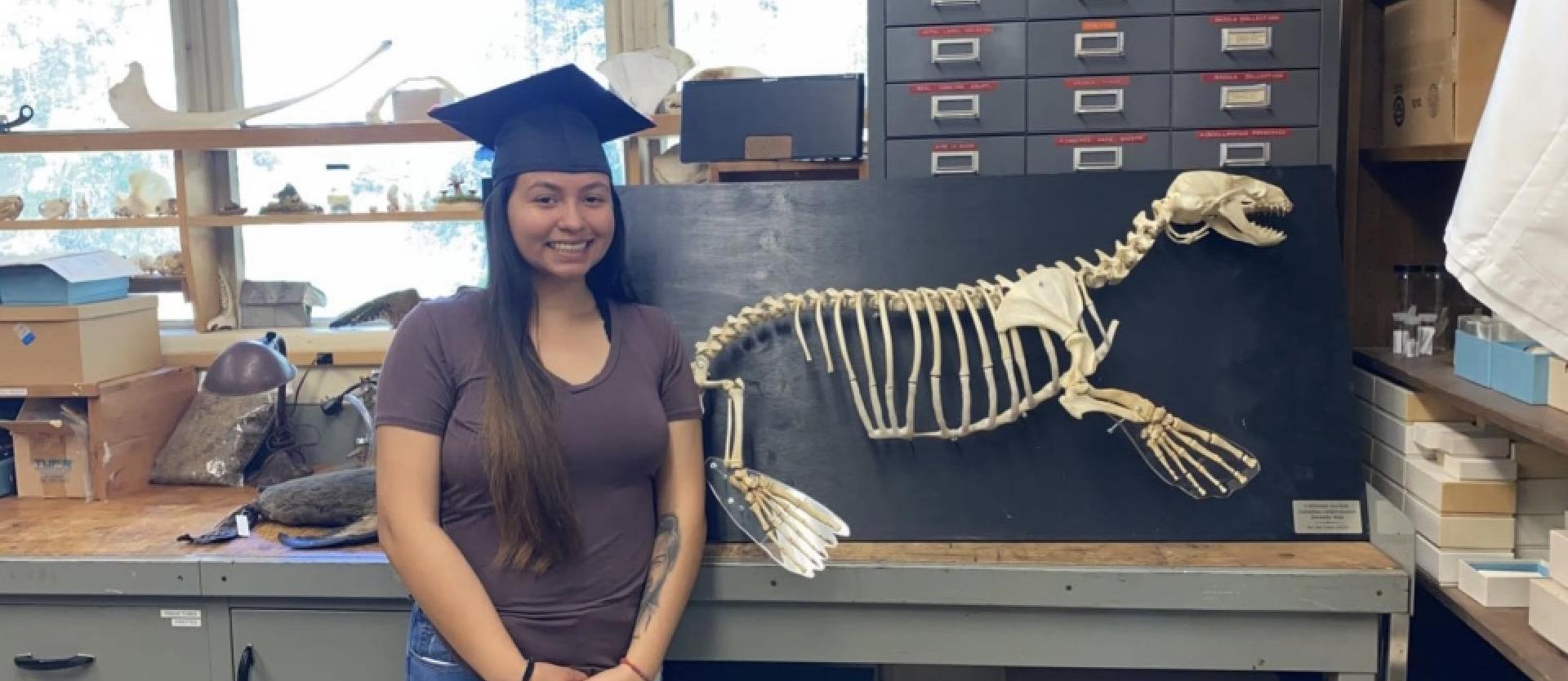 Zalophus californianus (California sea lion) skeleton mount by museum student Itsi Trejo (ca. 2022).