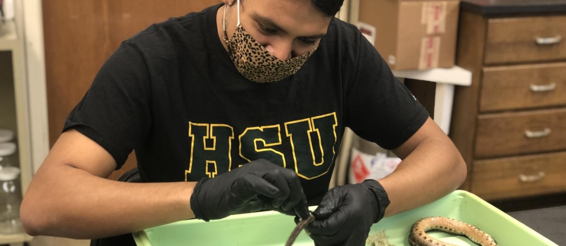 Brandon Zelaya skinning a gopher snake.