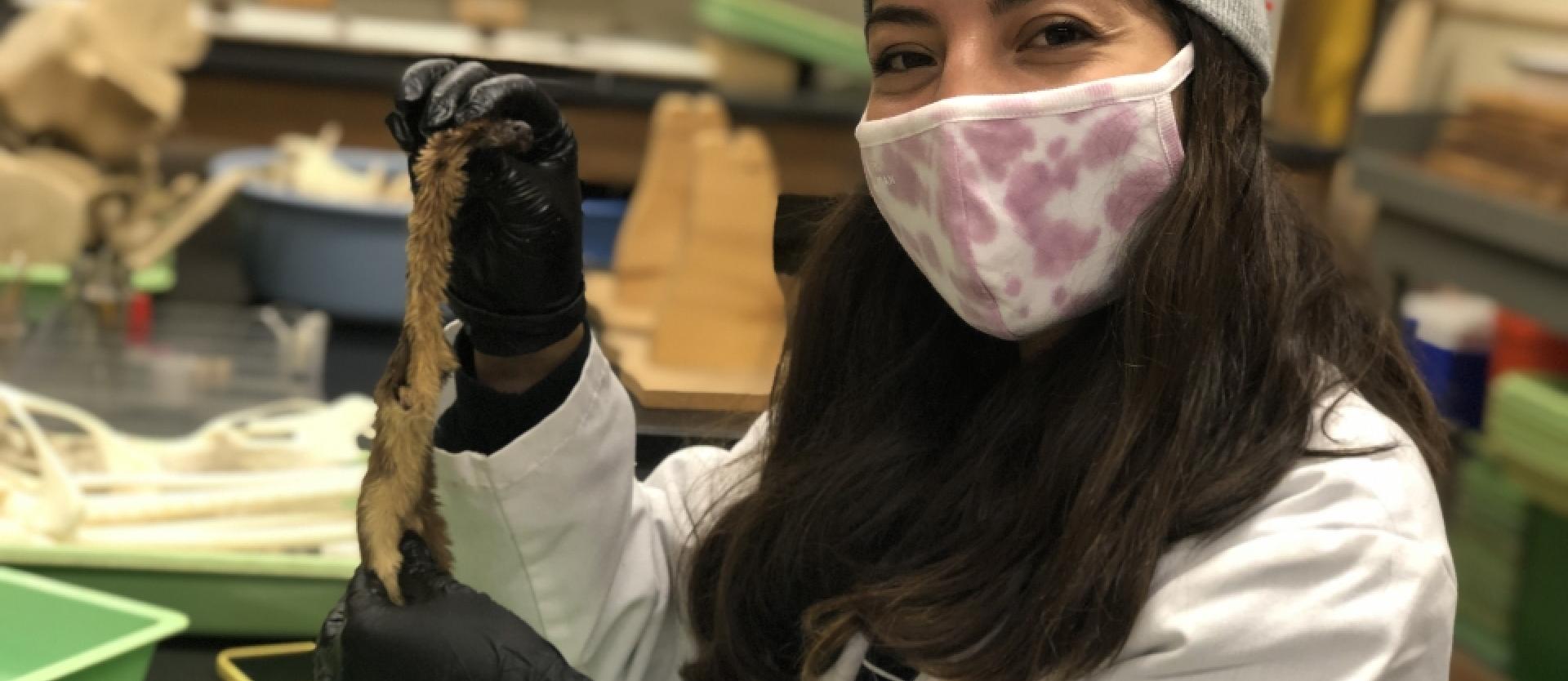 Jessica Hernandez preparing a long-tailed weasel skin.