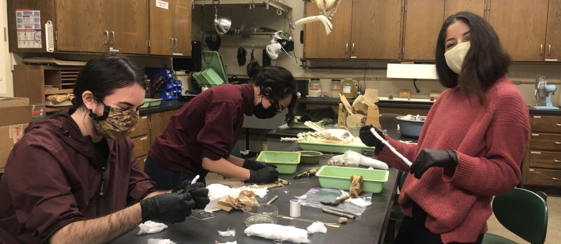 Students working on preparing mammalian specimens.