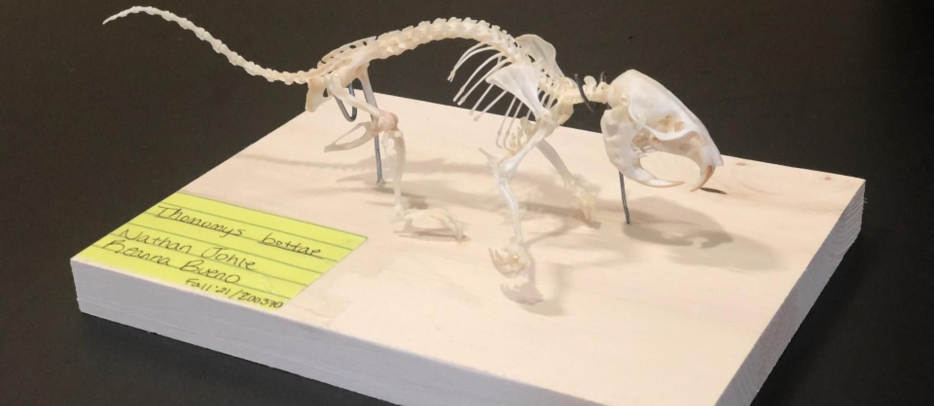 Thomomys bottae (Botta's Pocket Gopher) skeleton mount by Nathan O Johle.