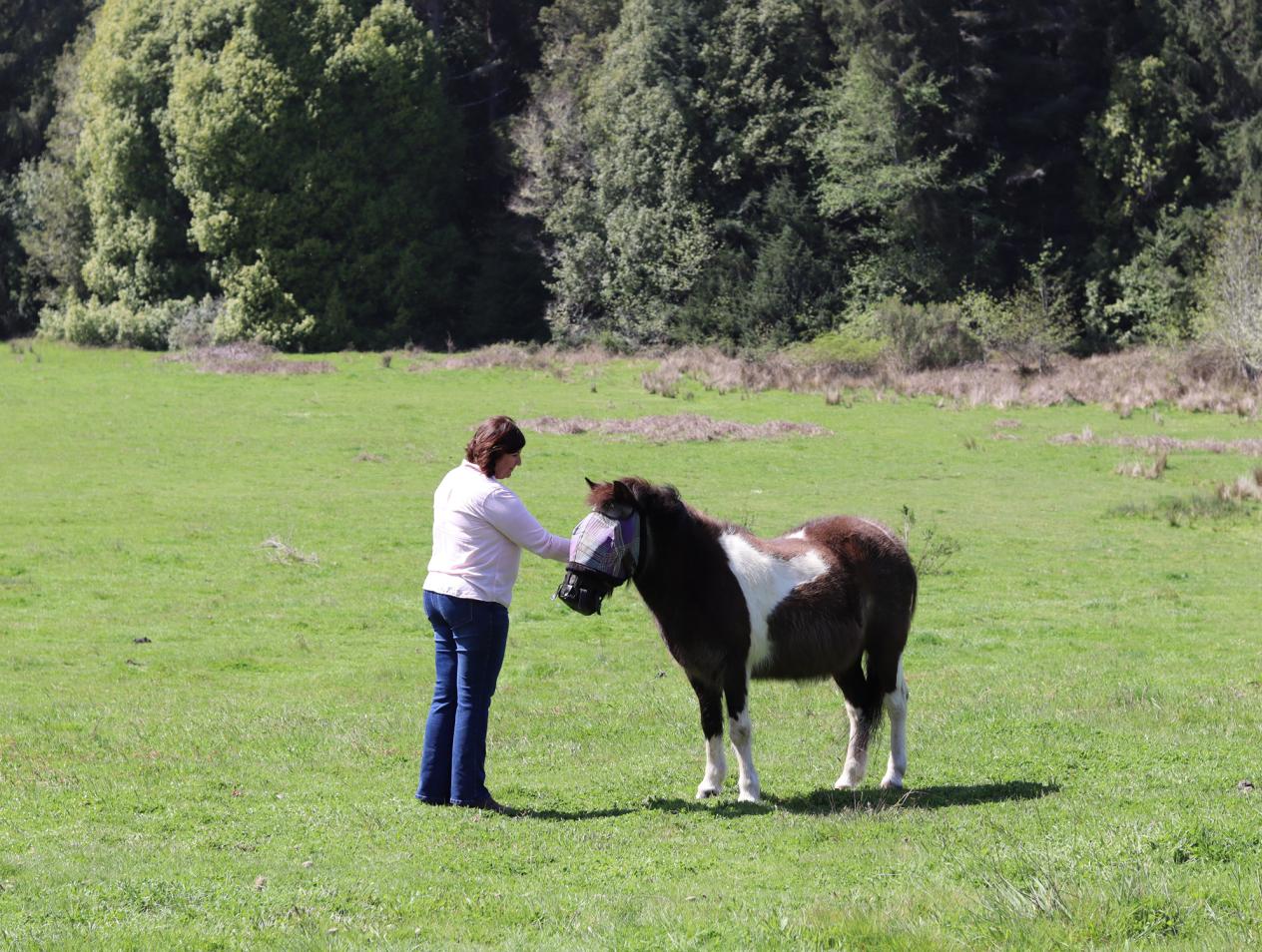 Equine Assisted Services & Therapies Program