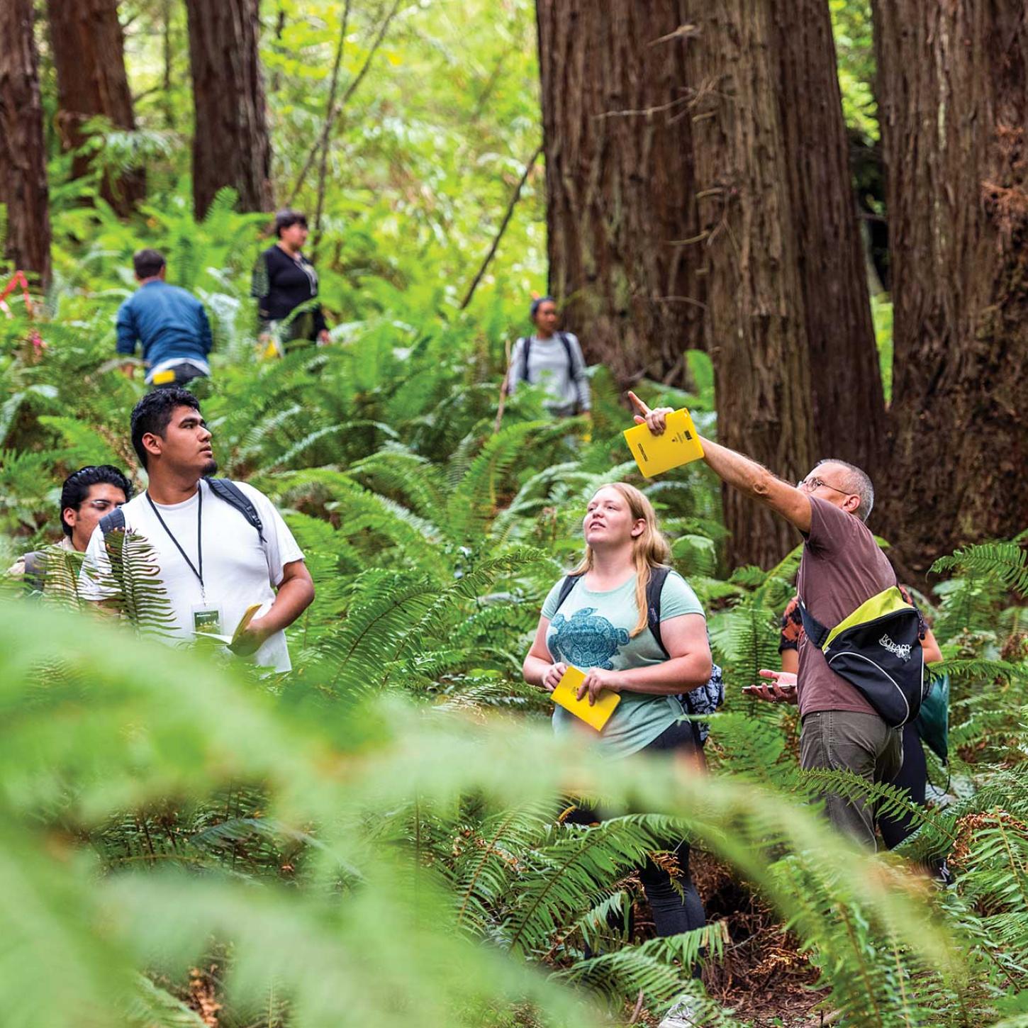 People looking at trees