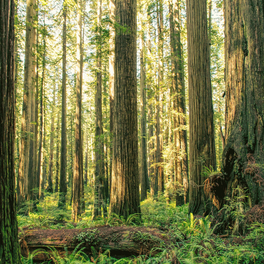 Forest of large redwood trees