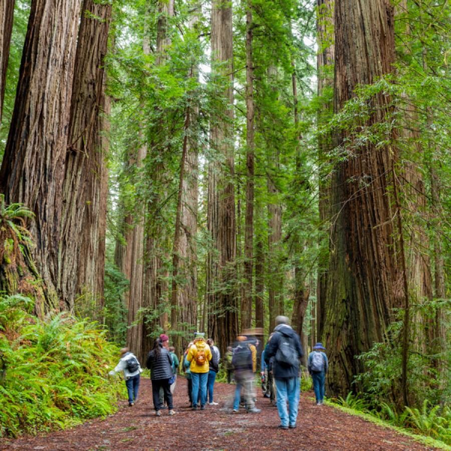 Hiker in Tall Trees Grove