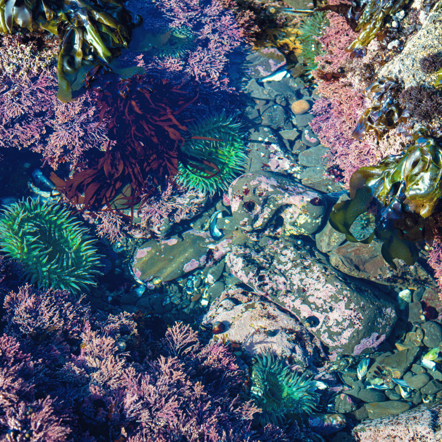 seaweed, sea anenomes, and sea creatures found in a tidepool