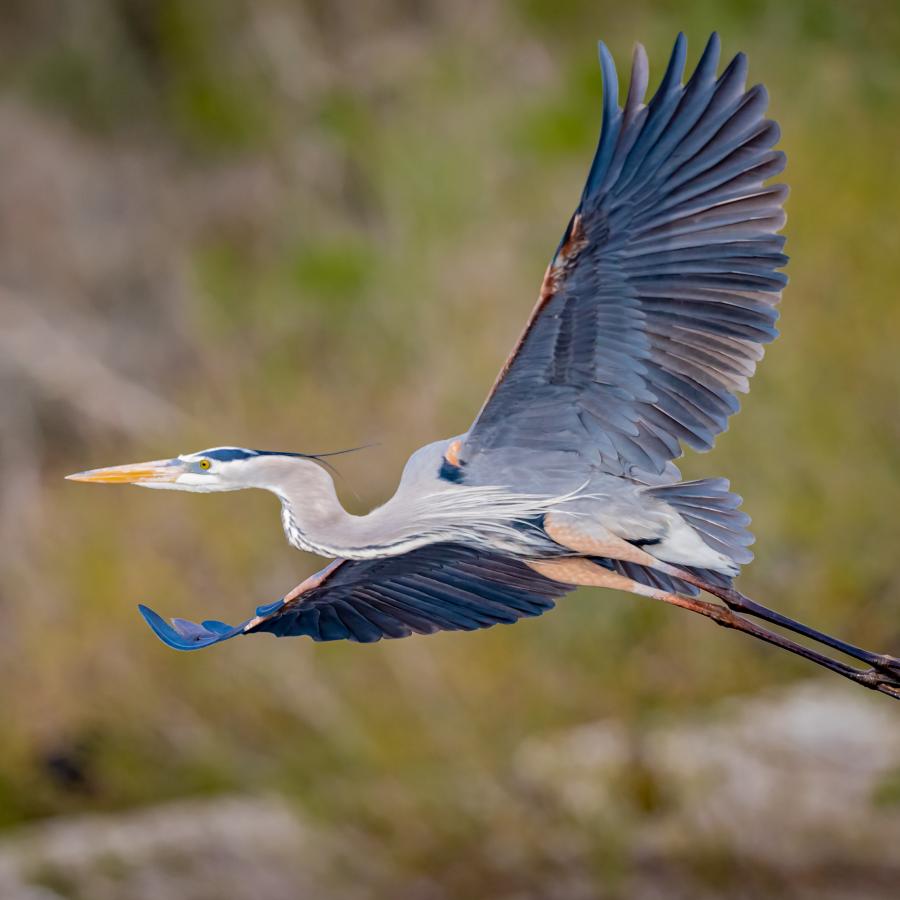 A great blue heron bird in flight with wings outspread