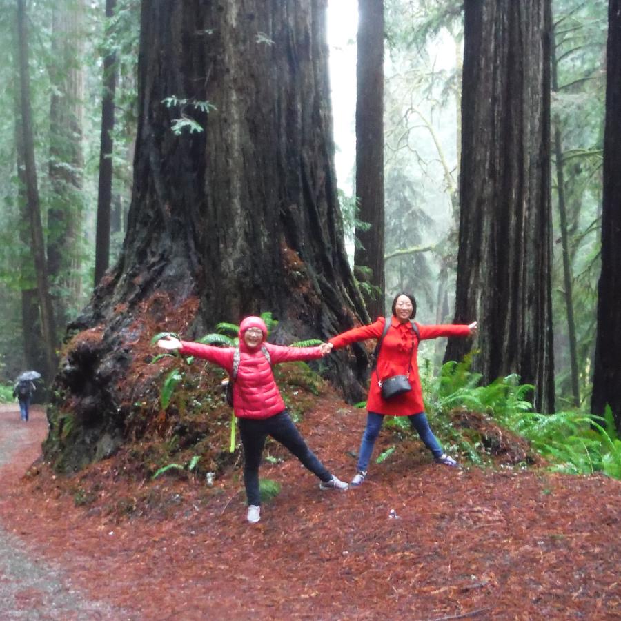 Two hikers in red jackets holding hands and posing with arms spread in front of a large redwood tree. It is misty and there are many more trees in the background