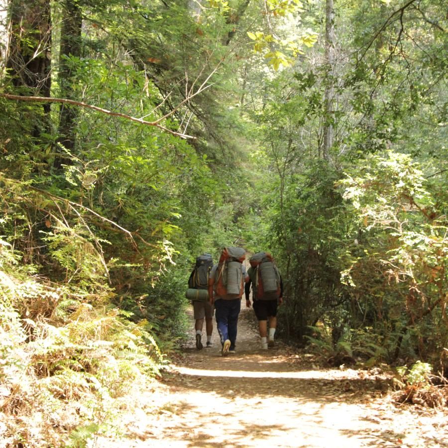 A group of 4 hikers walking down a hiking path surrounded by bushes, grasses, and tall trees