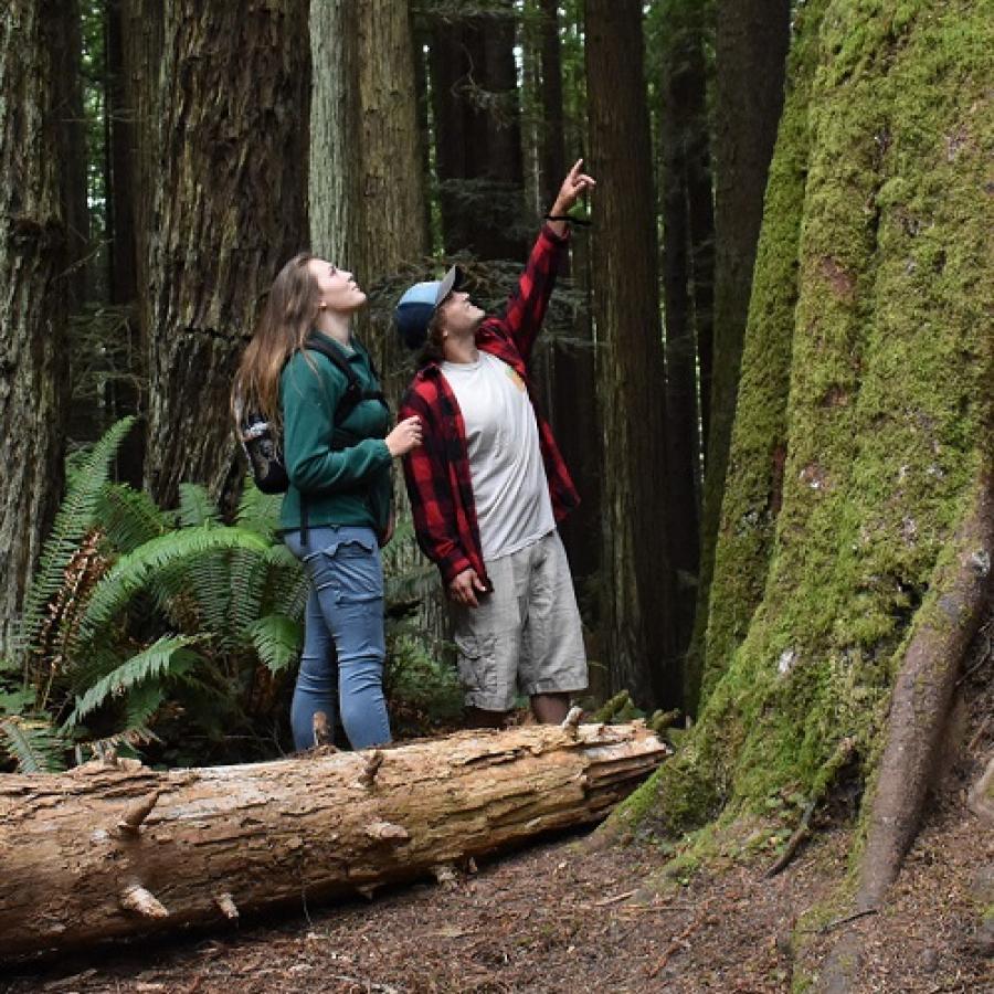 A female hiker in a green top and blue jeans is with a male hiker in a red flannel, white shirt, and shorts. They are looking upwards at the males hand pointing up into a large tree. There are several other trees behind them, a large green fern and a fallen log next to them