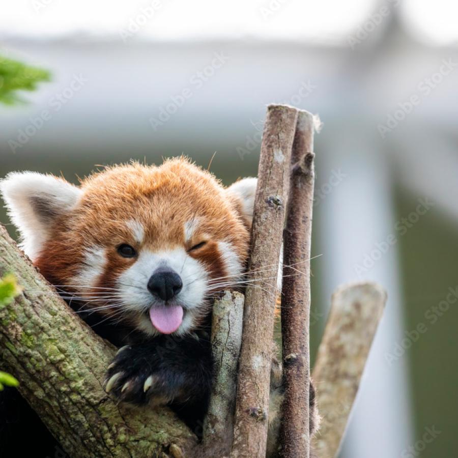 A picture of a red panda making a squinty face with it's tongue pointing out