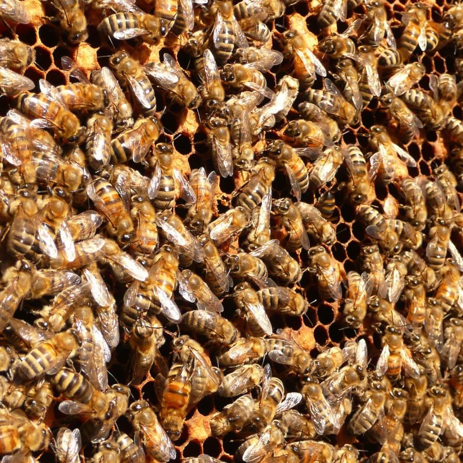 Bees in a hive