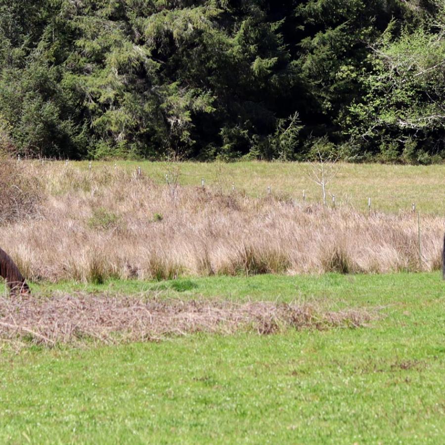 Two horses grazing in a field