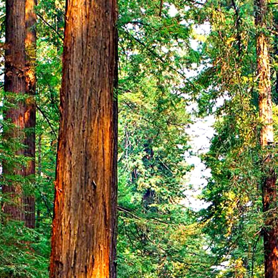 Redwood trees in Northern California