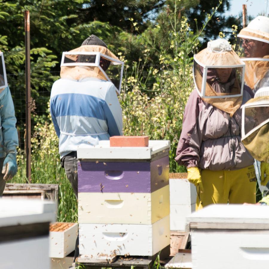 Group of beekeeping students in a bee yard Group of beekeeping students in a bee yard
